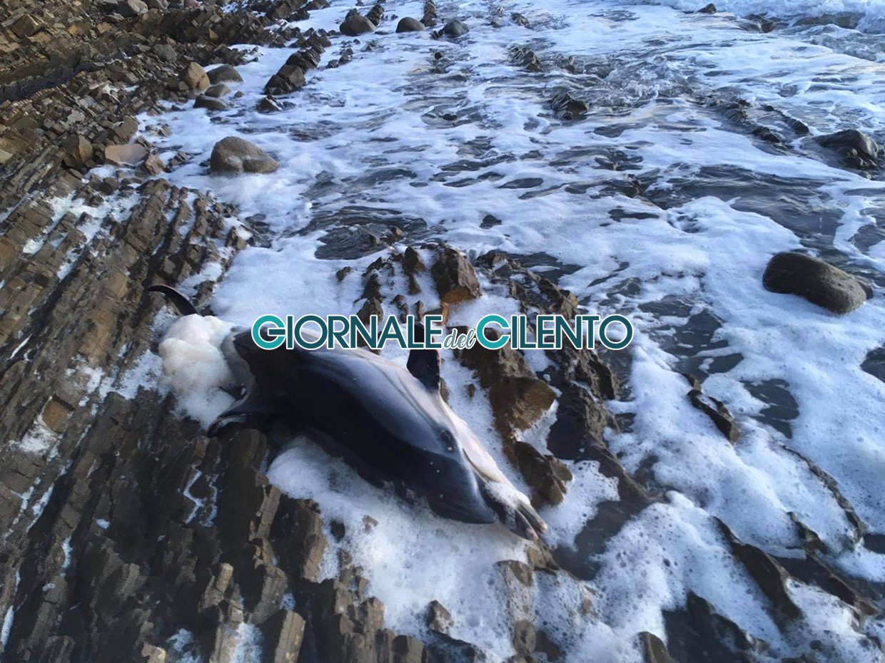 Castellabate, escursionista scopre carcassa delfino