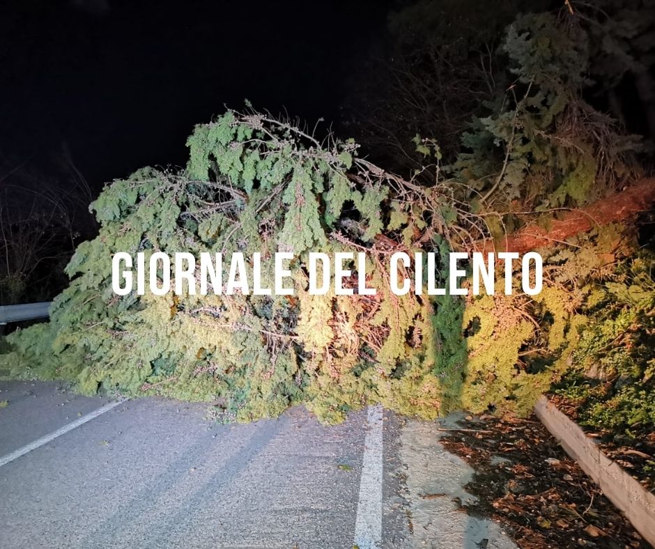 Maltempo, crolla grosso albero sulla provinciale a Bellosguardo