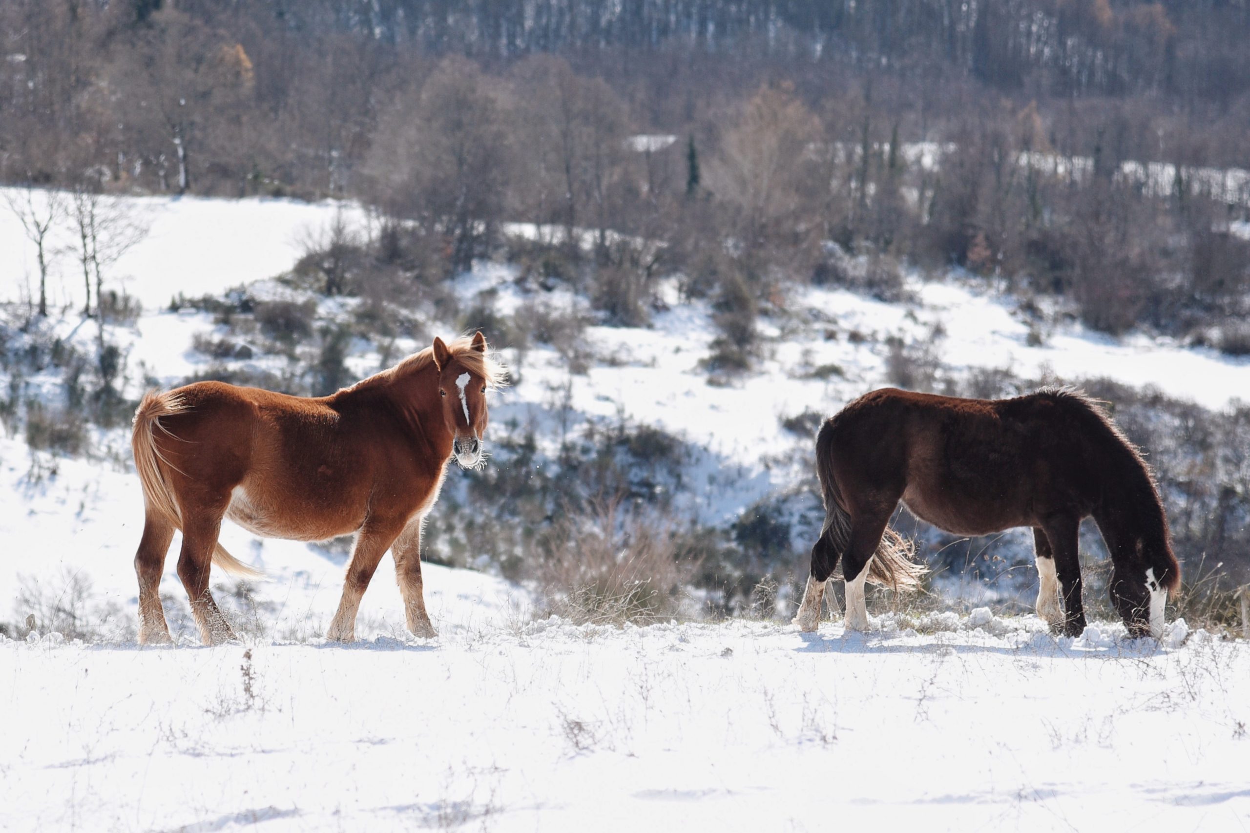 I cavalli nella neve del Cervati: le foto sono fiaba