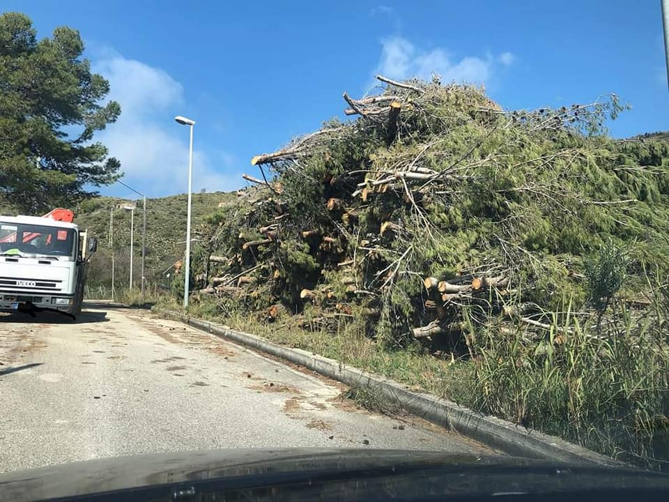 Pollica, Tarallo denuncia: «Fermate il taglio dei pini»