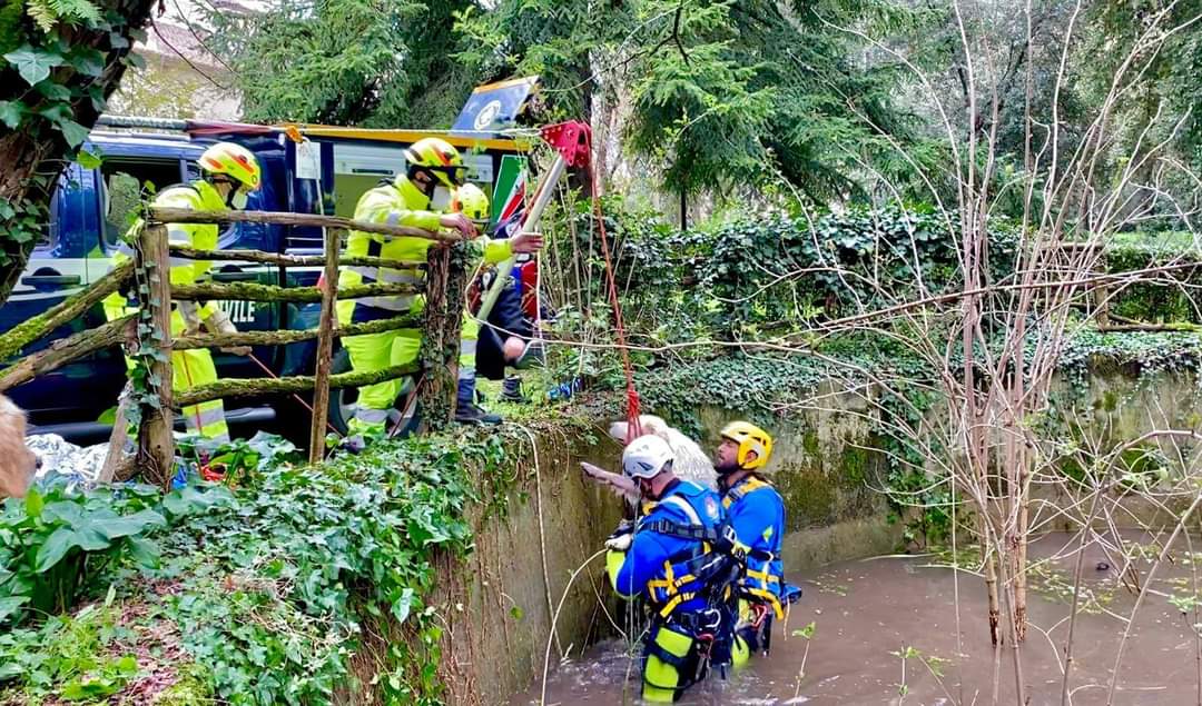 Cane cade nella vasca alla Certosa di Padula: salvato dalla Protezione civile