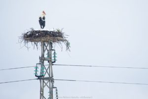 Cicogna nidifica nel Vallo di Diano, il miracolo si rinnova da 26 anni