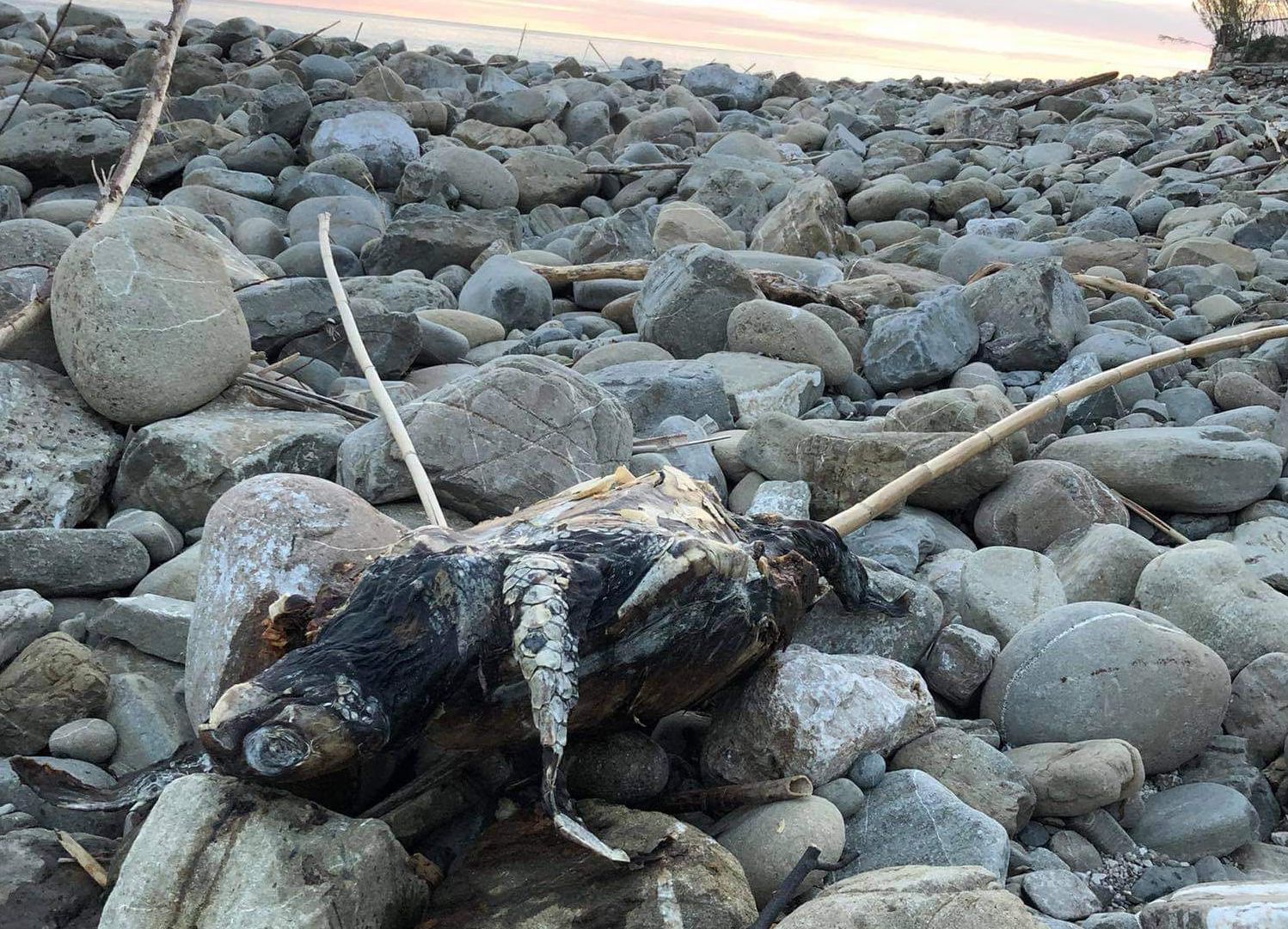 Tartaruga morta da giorni e in decomposizione sulla spiaggia di Montecorice