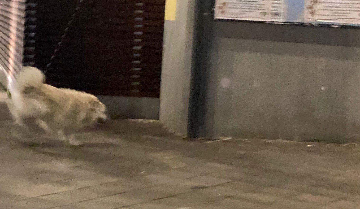 Polla in apprensione per Giorgio, ritrovato il cane di quartiere adottato in paese