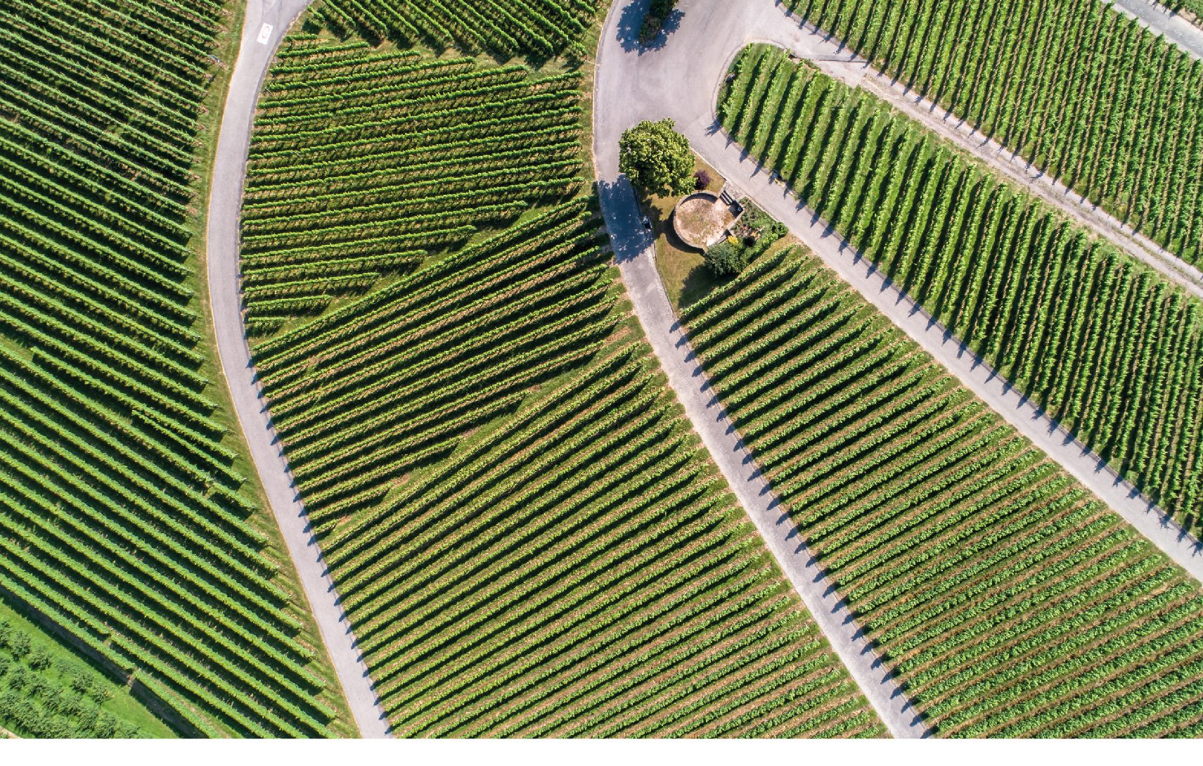 Agricoltura100, la sostenibilità delle imprese agricole per la ripresa del Paese