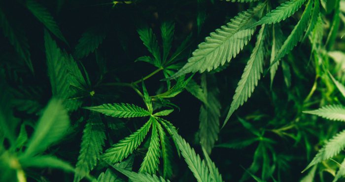 La cannabis nei prodotti cosmetici