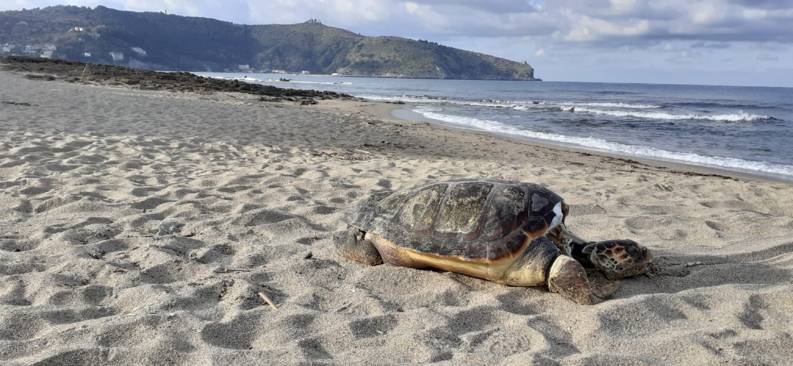 Carcassa tartaruga Caretta Caretta trovata sulla spiaggia a Palinuro