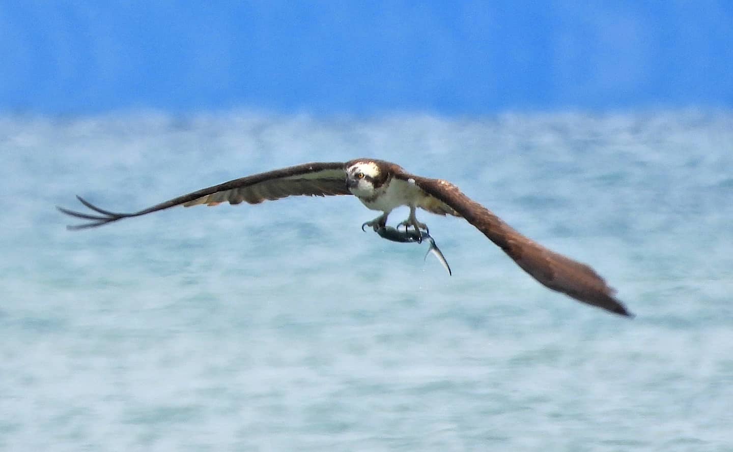 La caccia del falco pescatore nel mare del golfo di Policastro | FOTO