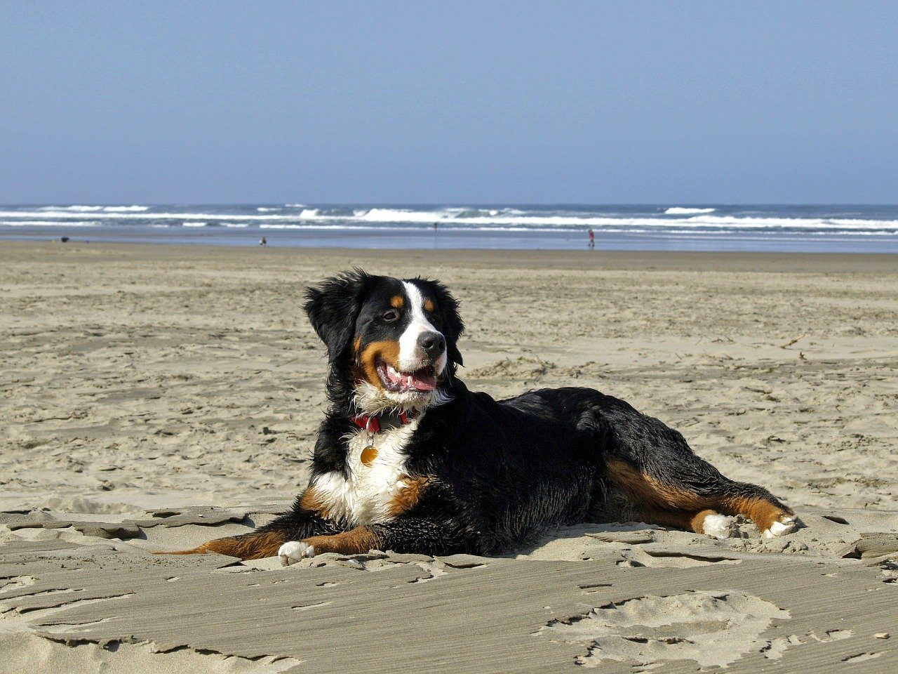 Ascea, la proposta passa in giunta: pronta la spiaggia per i cani