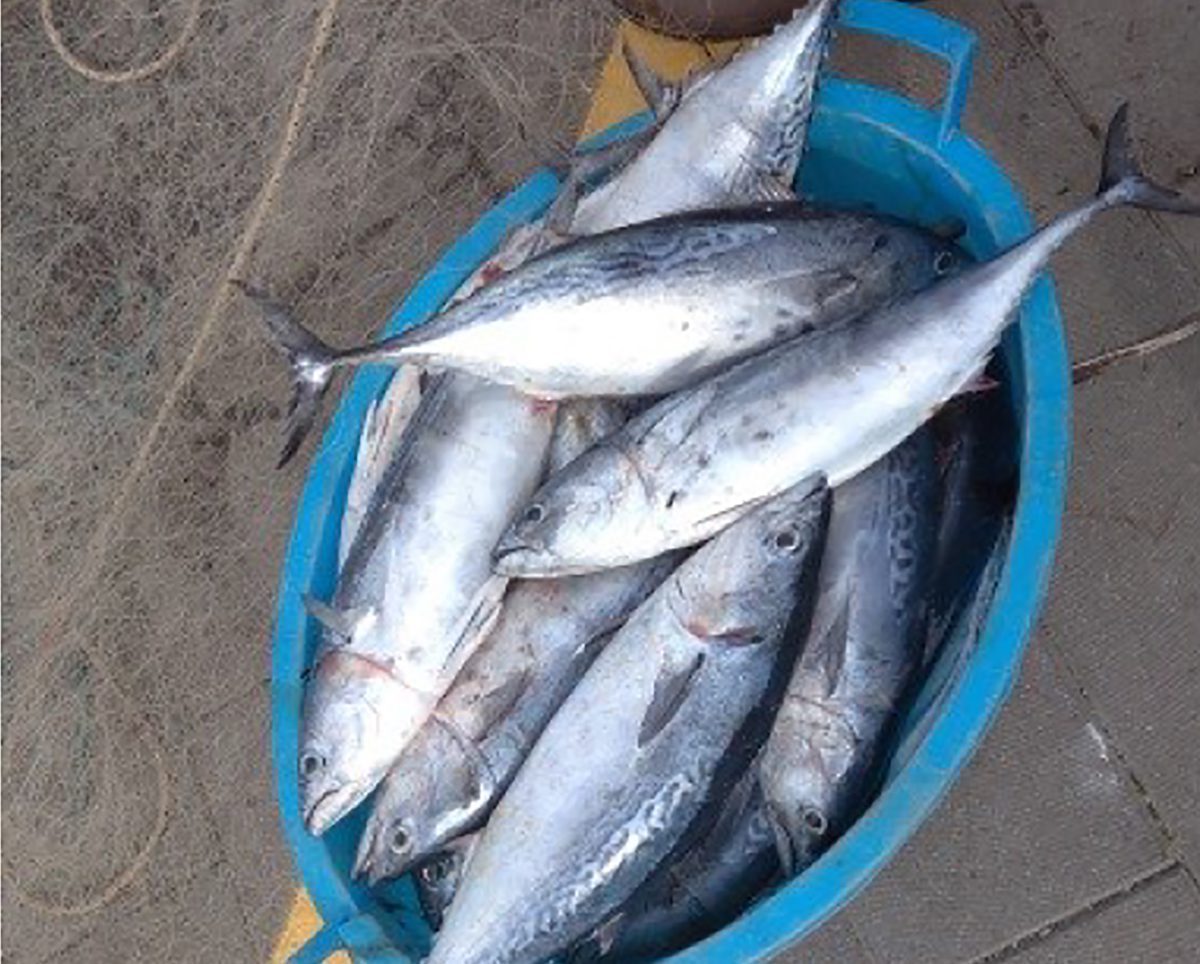 Sapri, pescatore frodo inveisce contro guardia costiera: fermato