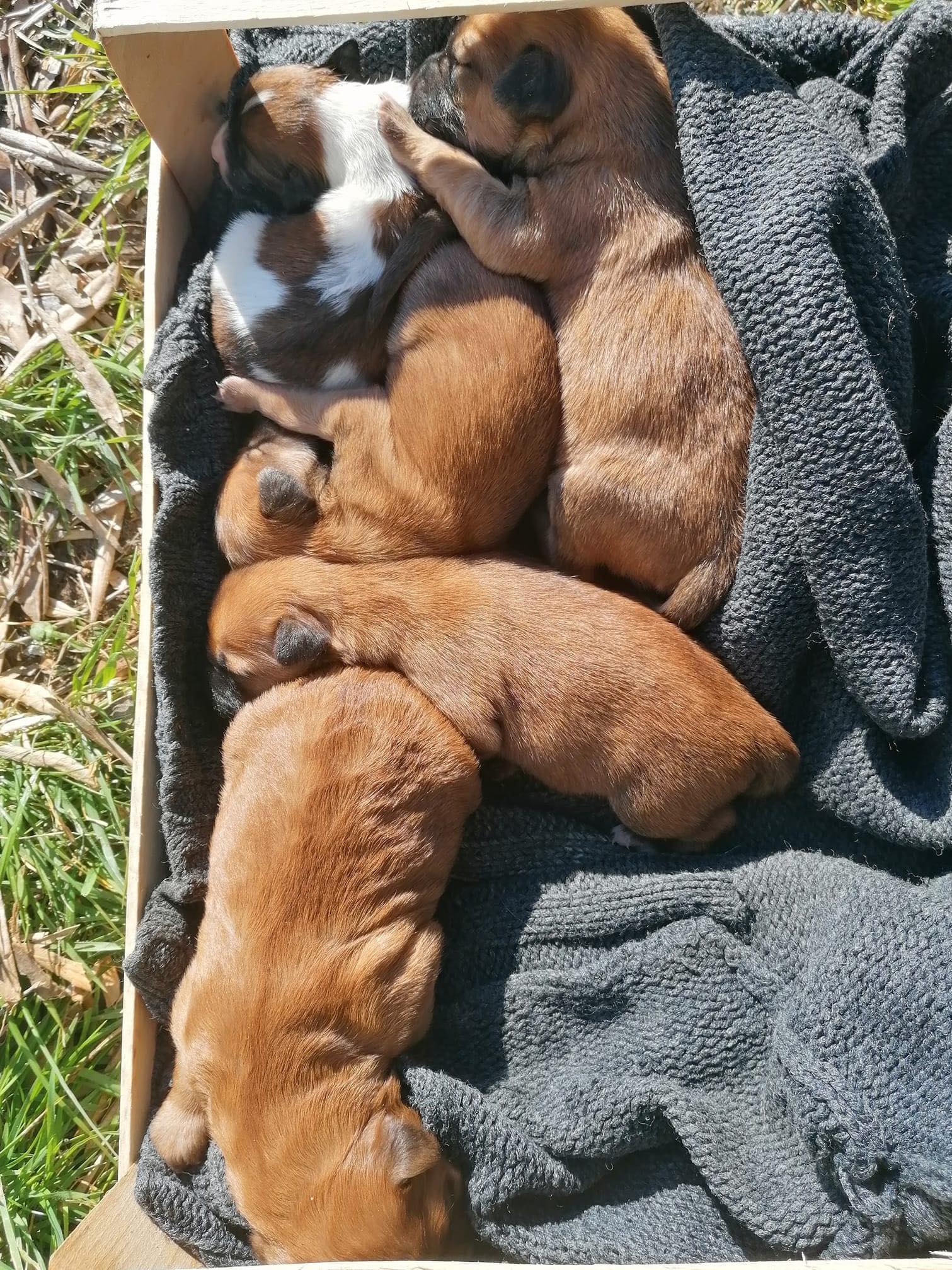 Camerota, chiusi in un sacco e abbandonati: cuccioli salvati