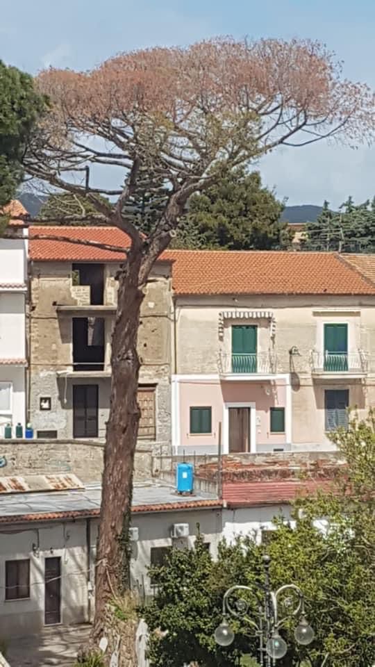 Castellabate, sarà abbattuto il pino secolare e pericolante