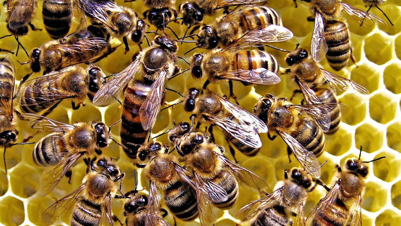 Parco del Cilento, uno studio sul biomonitoraggio delle api