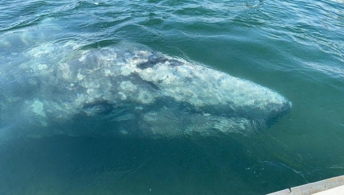 Balena grigia in Campania, le regole in caso di avvistamento