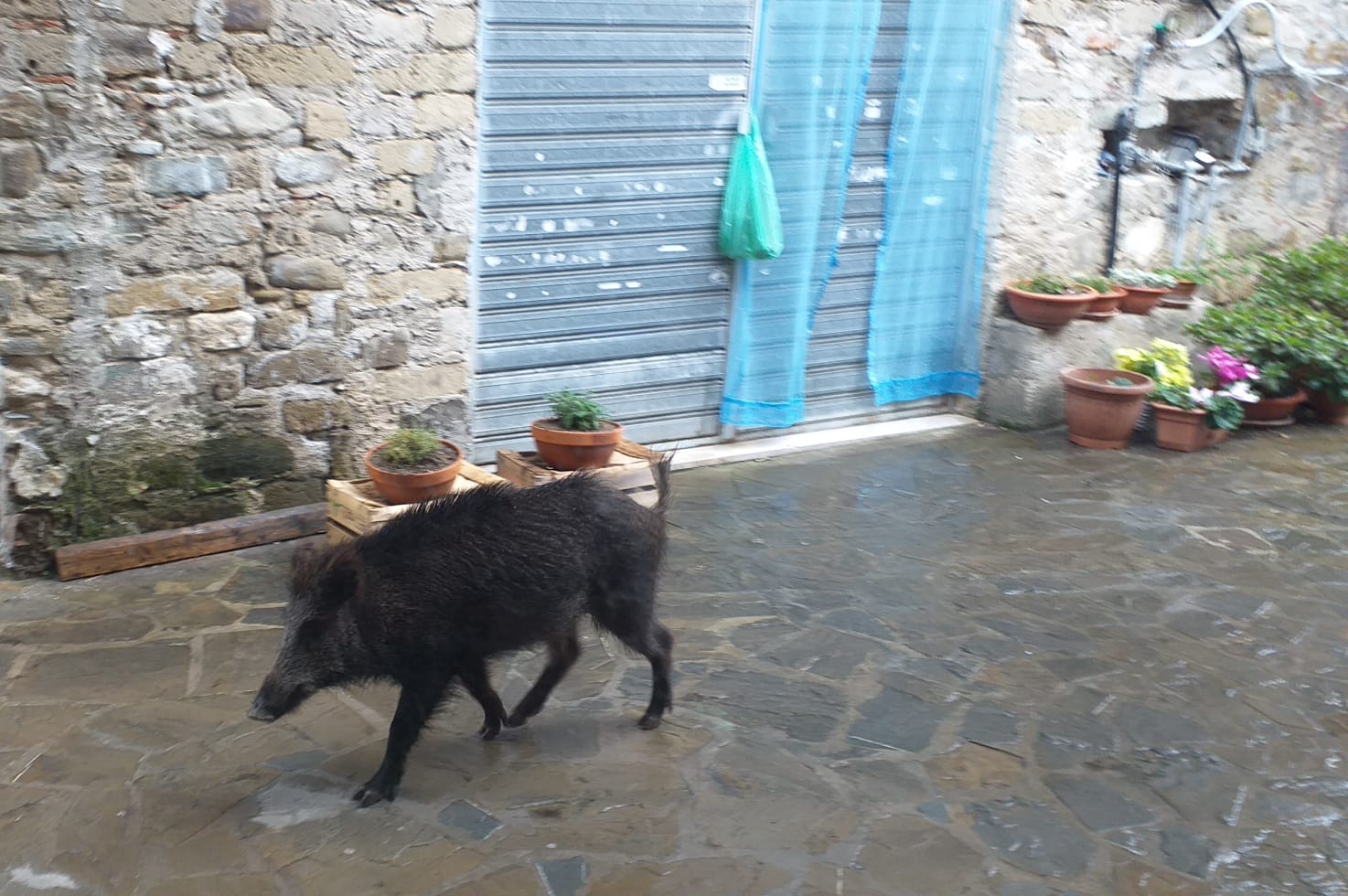 Cilento, cinghiale in paese in fila davanti all’alimentari