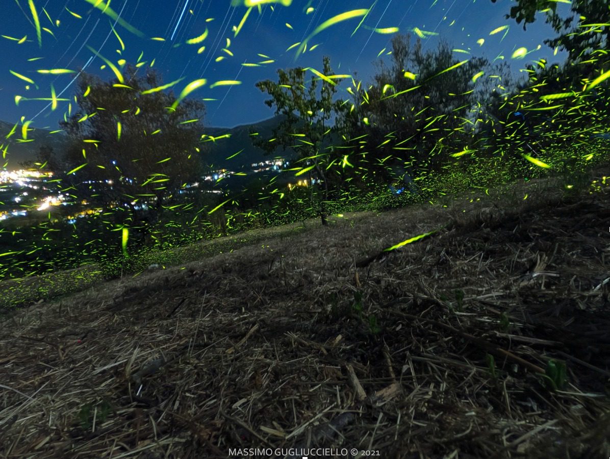 Colliano, convegno sulla biodiversità nella Valle del Sele: focus sulle lucciole