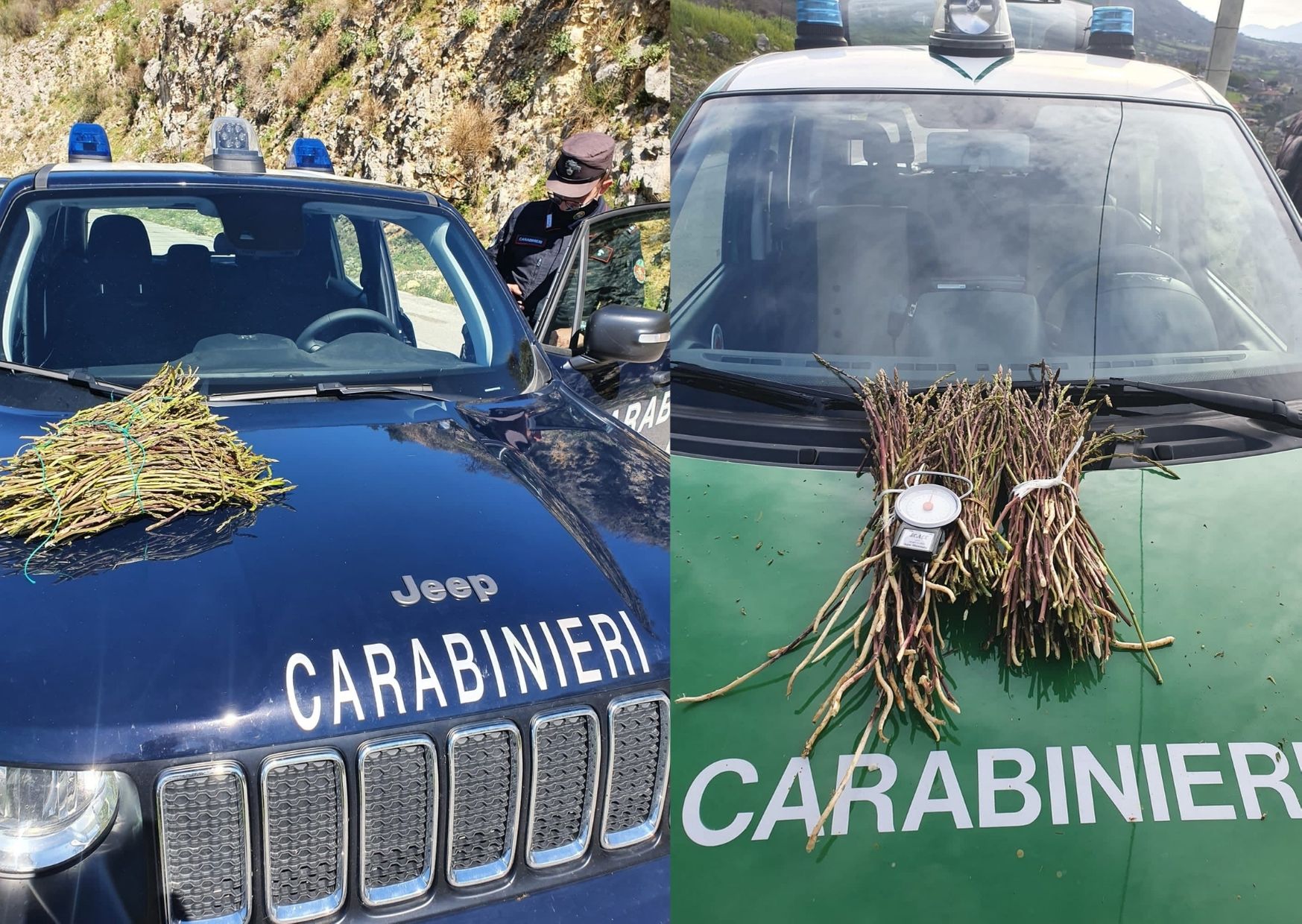 Carabinieri Forestali sequestrano 87 chili di asparagi selvatici