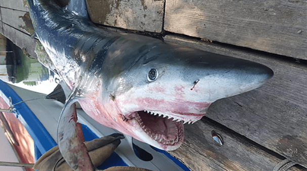 Catturato uno squalo nel Salernitano