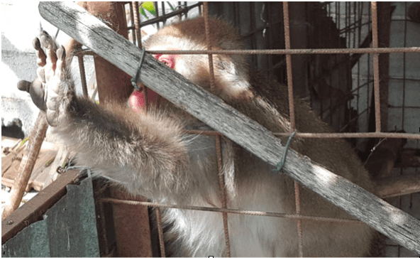 Torna libero il Macaco giapponese sequestrato nel salernitano