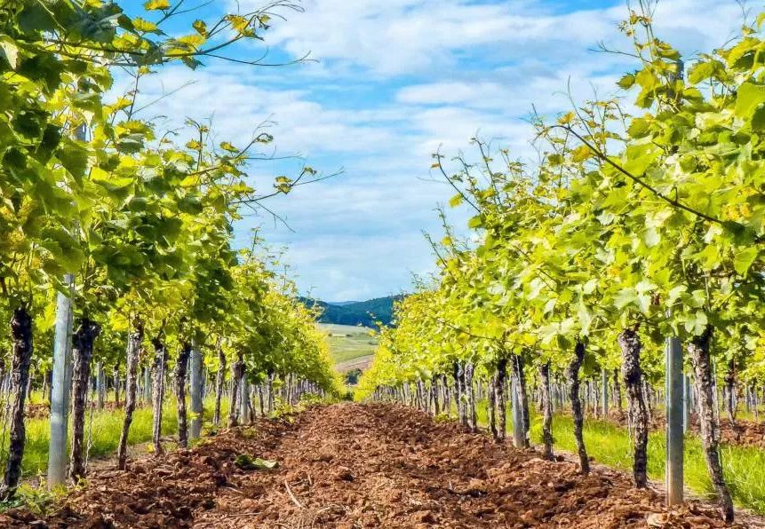 Pollica, si amplia il vigneto della Dieta Mediterranea