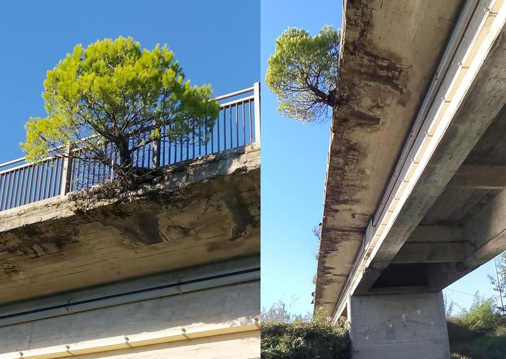 Casal Velino, nel ponte malconcio cresce un albero