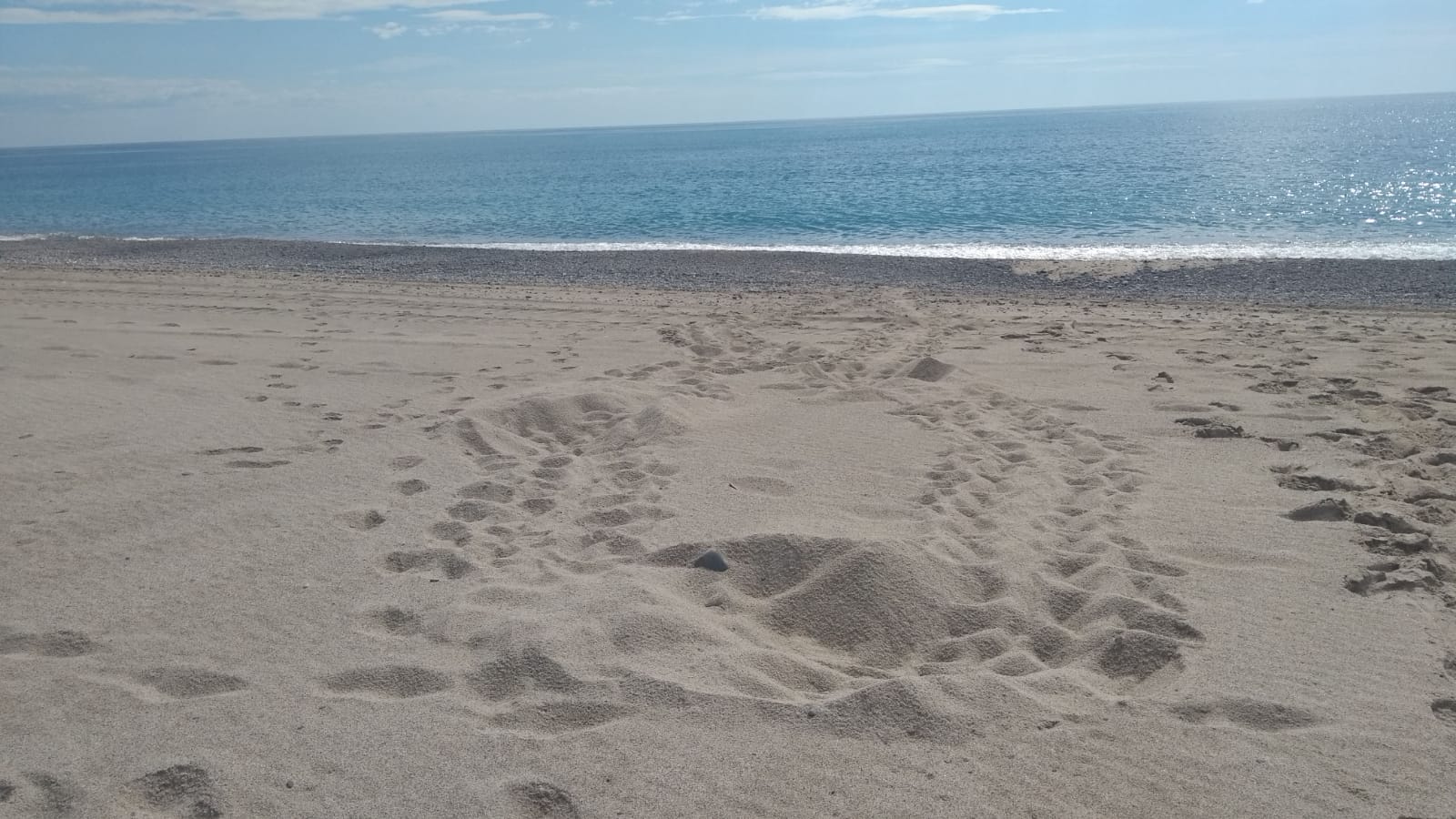 Nel Cilento gli operatori balneari vanno a scuola di tracce di tartaruga | VIDEO