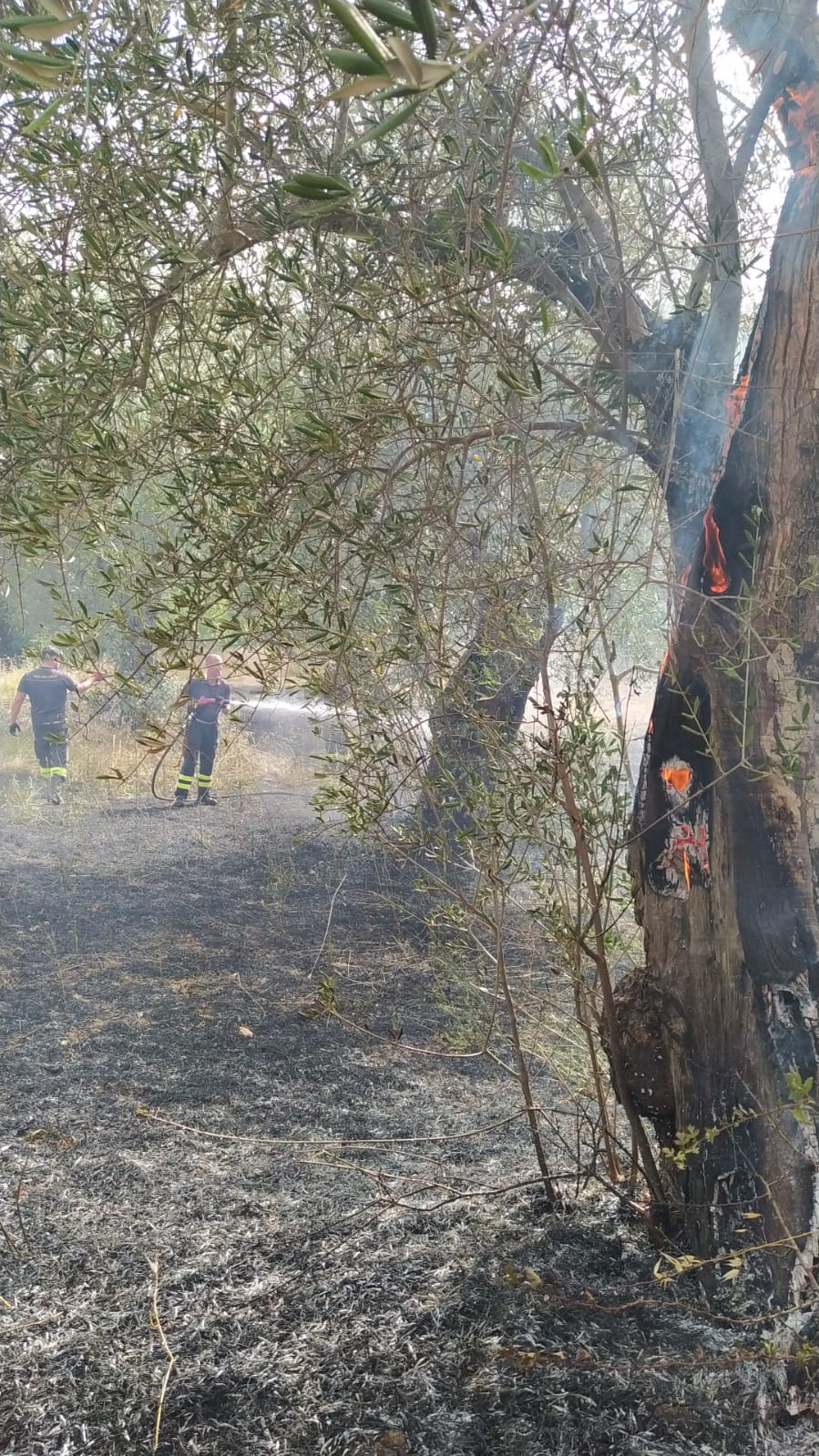 Uliveto in fiamme ad Auletta, vigili del fuoco evitano il peggio