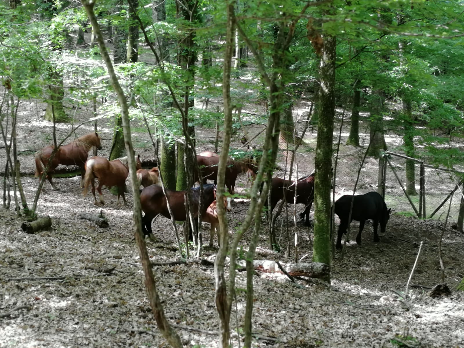 Vagavano tra le montagne, cavalli recuperati e trasferiti nella foresta di Montesano sulla Marcellana