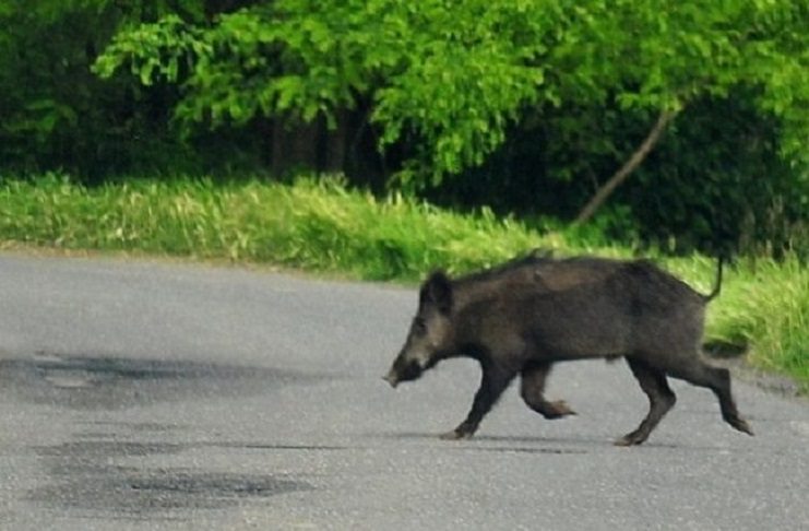 Cinghiale gli taglia la strada, incidente nel Cilento: illesi padre e figlio