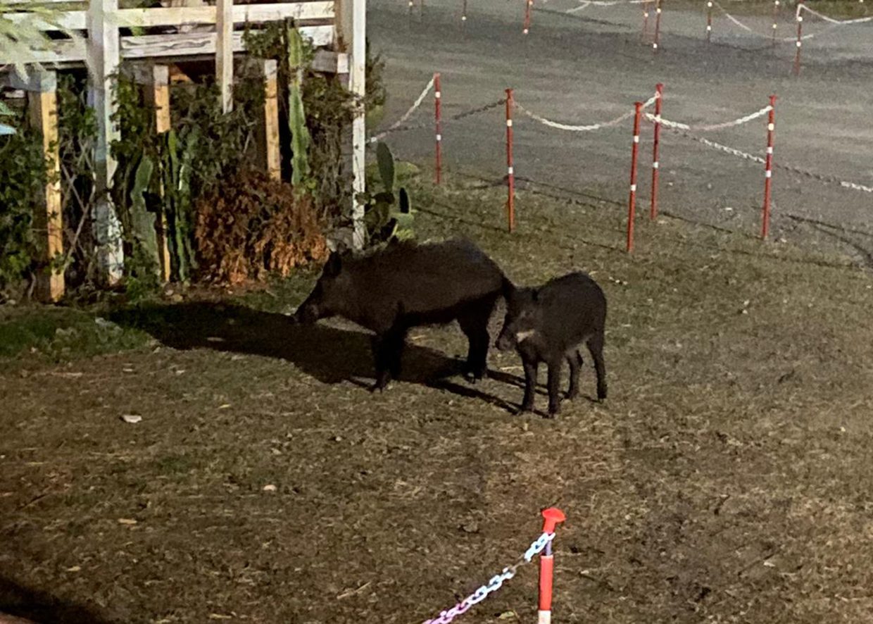 Camerota, cinghiali in spiaggia nella notte