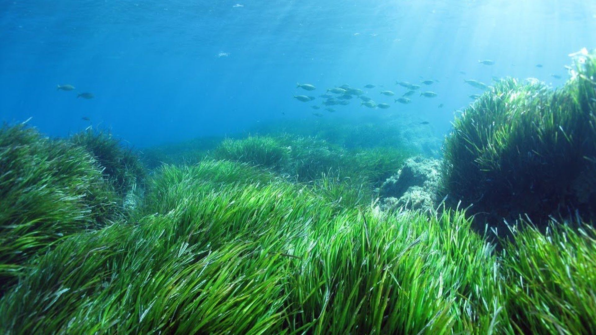 Posidonia spiaggiata: l’incontro ad Agropoli con Bonavitacola e Piero De Luca