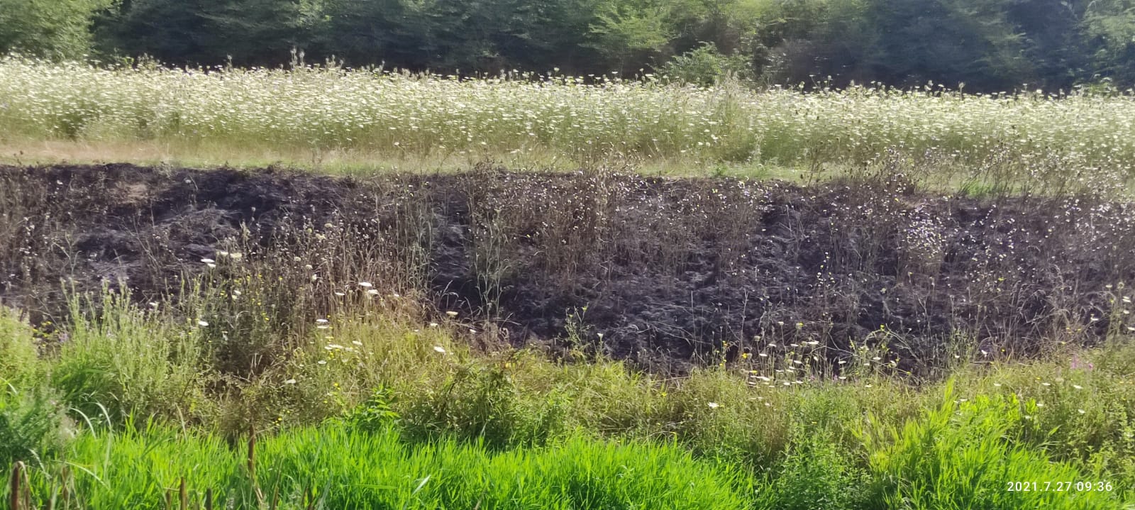 Campo di grano salvato dalle fiamme, sventato incendio a Polla