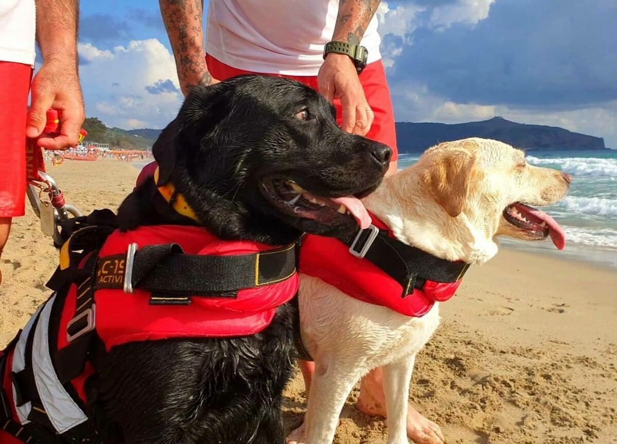 Palinuro, cani bagnino salvano 15enne in mare