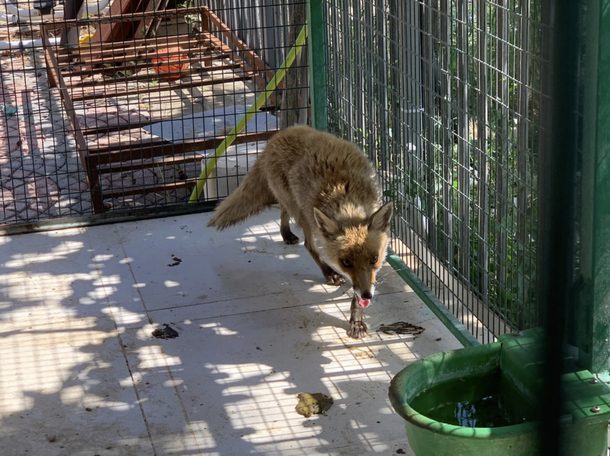 Volpe detenuta in giardino come un animale domestico: scoperte anche baby tartarughe