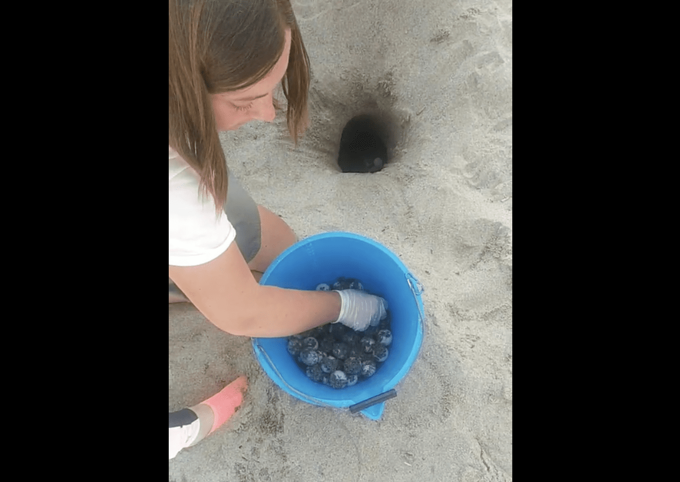 Ascea, mai così tanti: questa notte l’ottava nidificazione di Caretta Caretta