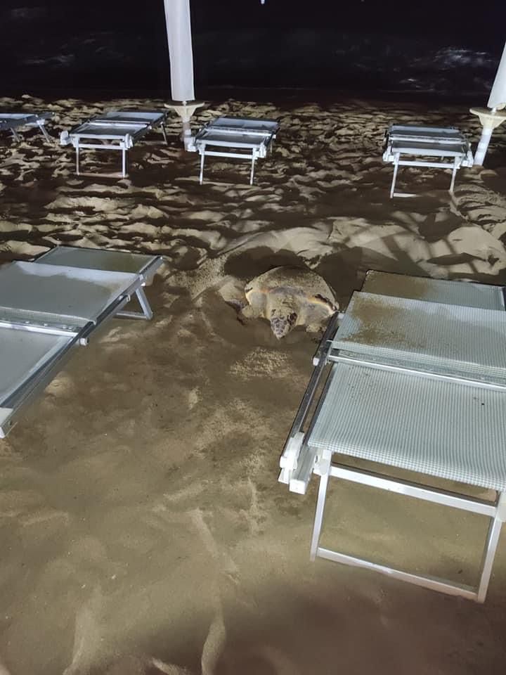 Santa Maria di Castellabate, tartaruga Caretta Caretta nidifica tra gli ombrelloni del lido