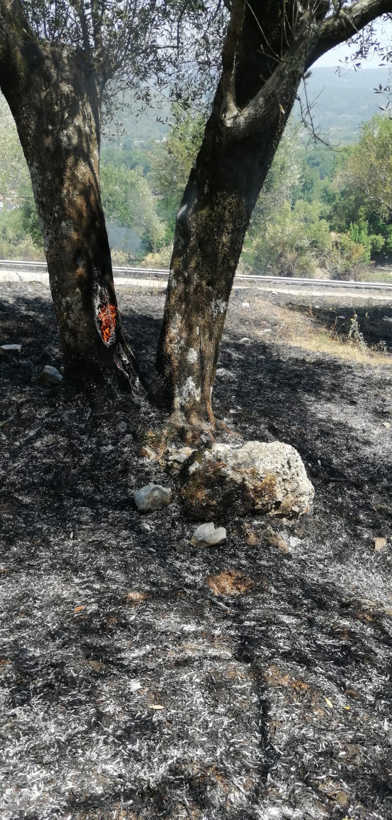 Incendio a Poderia, in fumo ettari di macchia mediterranea