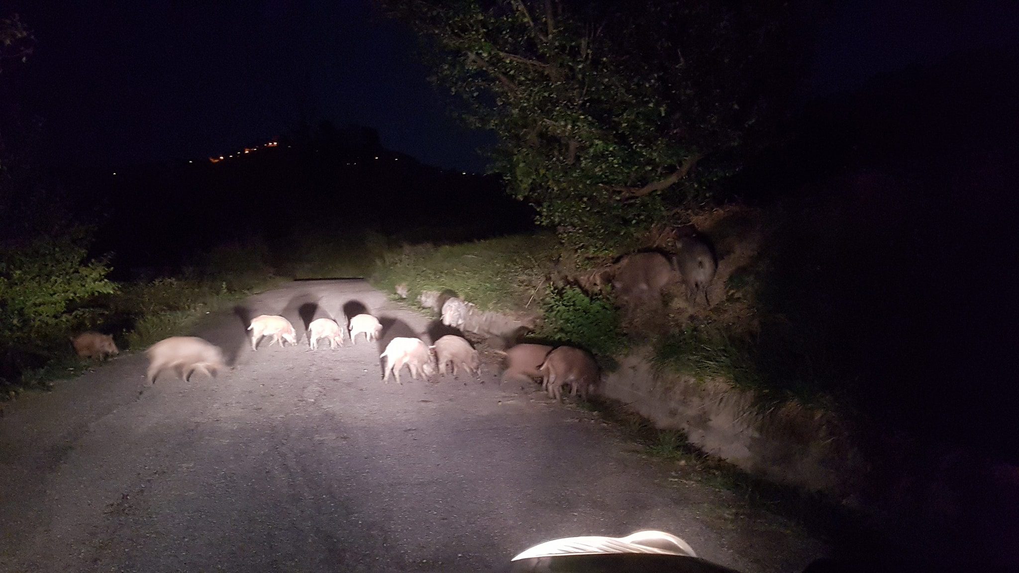 Cinghiali, Cammarano lancia allarme: «Serve un piano straordinario di contrasto»