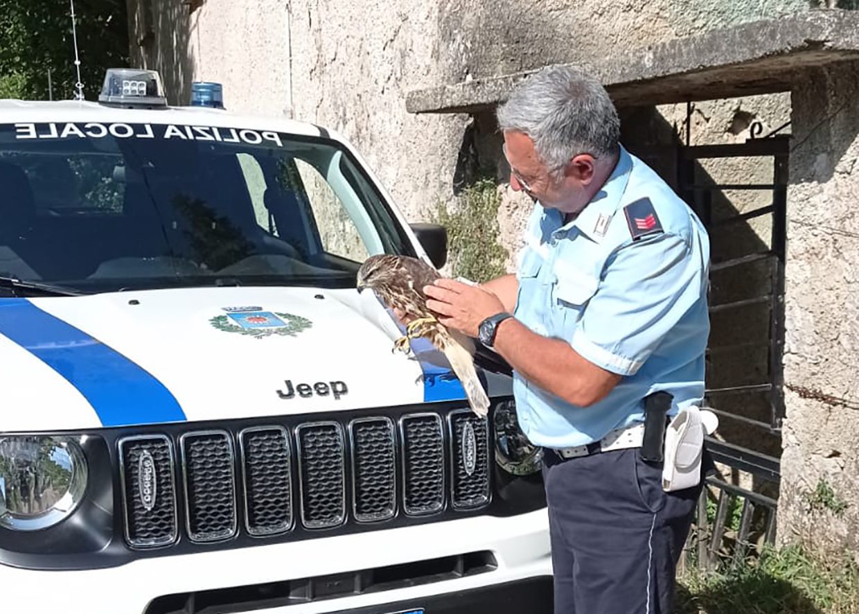 Polla, poiana ferita salvata da cittadini e vigili: ora è al Cras di Napoli