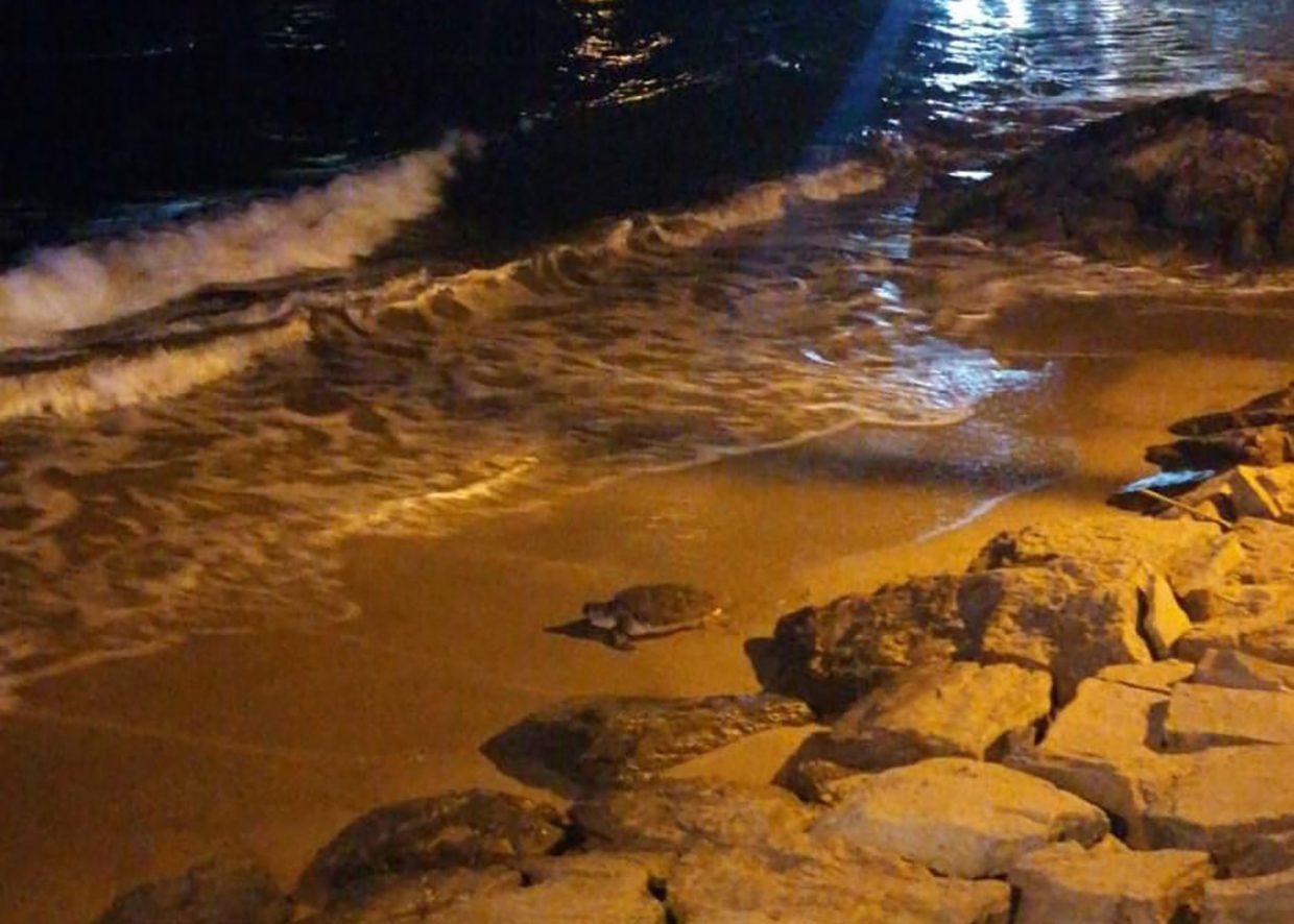 Acciaroli, tartaruga sale in spiaggia ma non depone