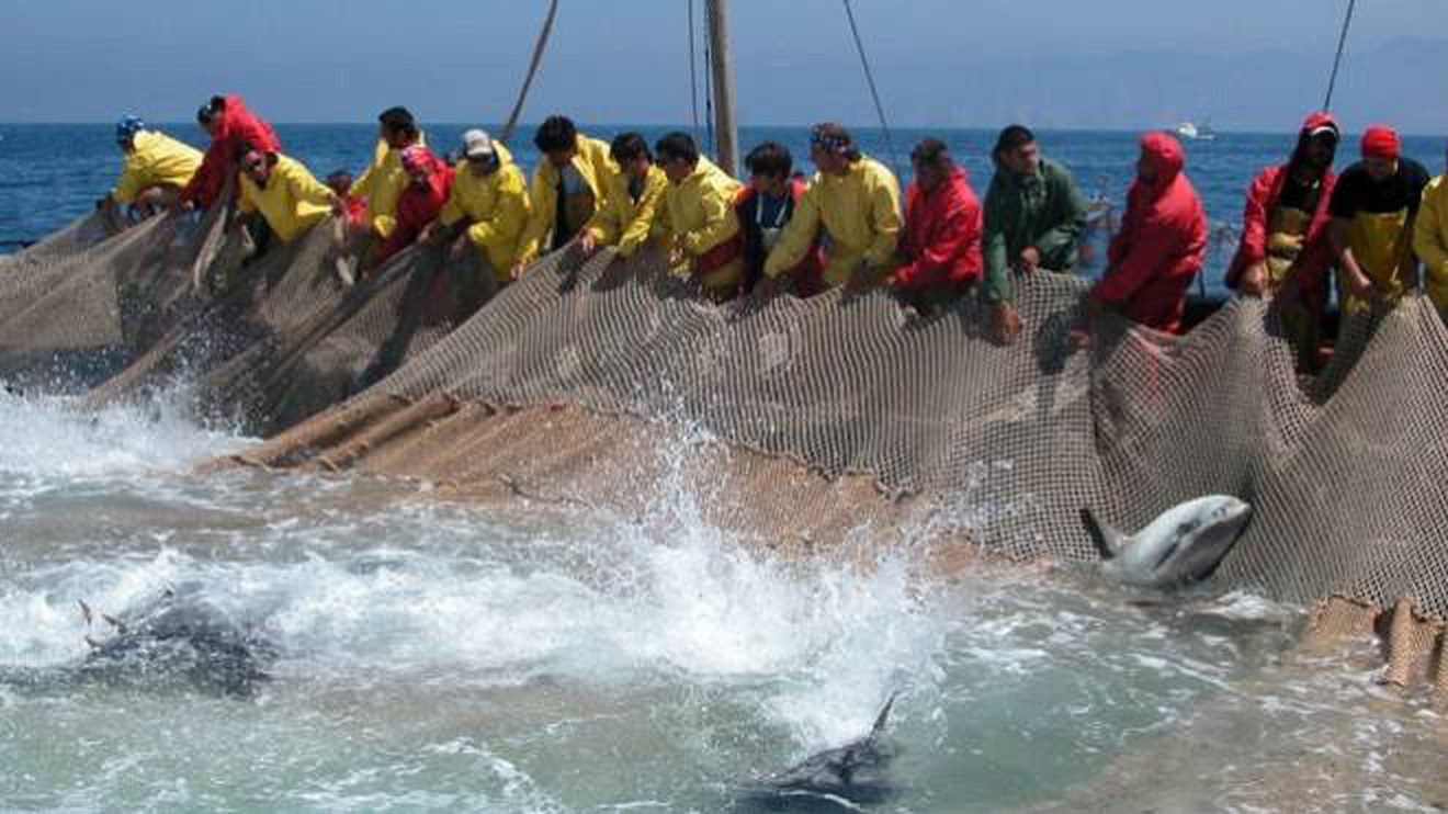Pesca del tonno rosso,  Pierro e Cammarano: «Serve nuovo modello per un’equa distribuzione»
