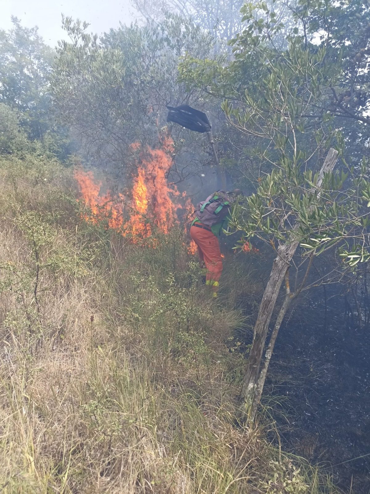 San Pietro al Tanagro, fiamme lambiscono uliveto: due squadre anticendio sul posto