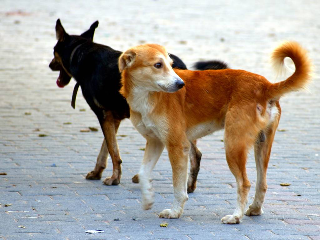 Microchip e campagna sterilizzazione: così Castellabate combatte il randagismo