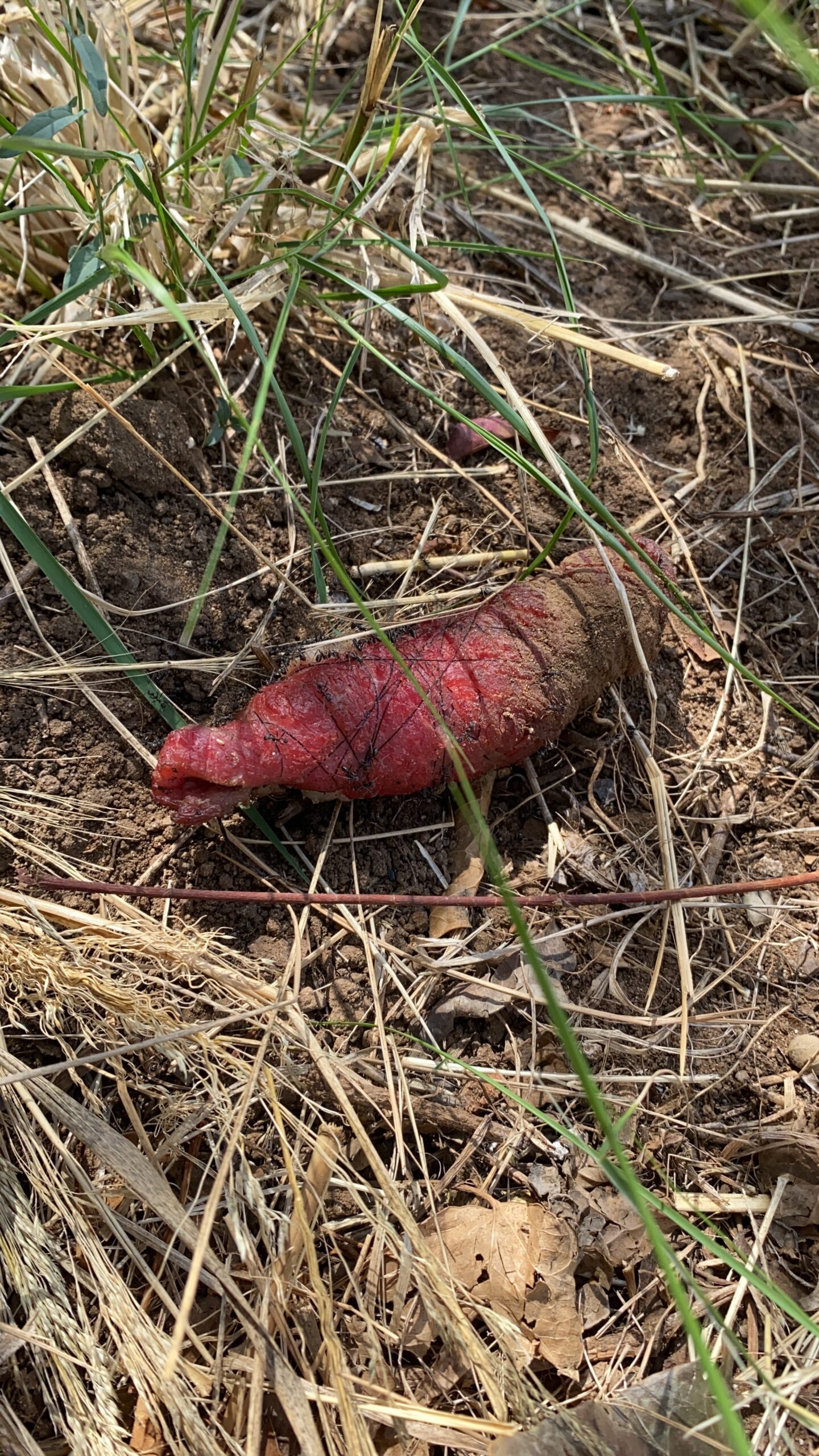 San Marco di Castellabate, esche avvelenate: cane salvato in extremis