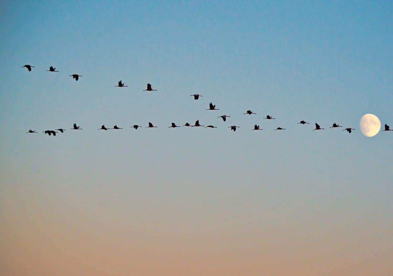 Sul Cervati uno studio sulla migrazione degli uccelli