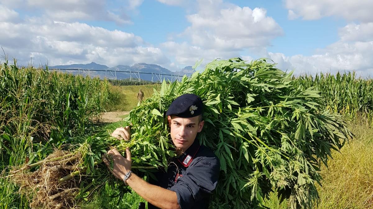 Cilento, marijuana tra le piante di mais: arrestato un 30enne
