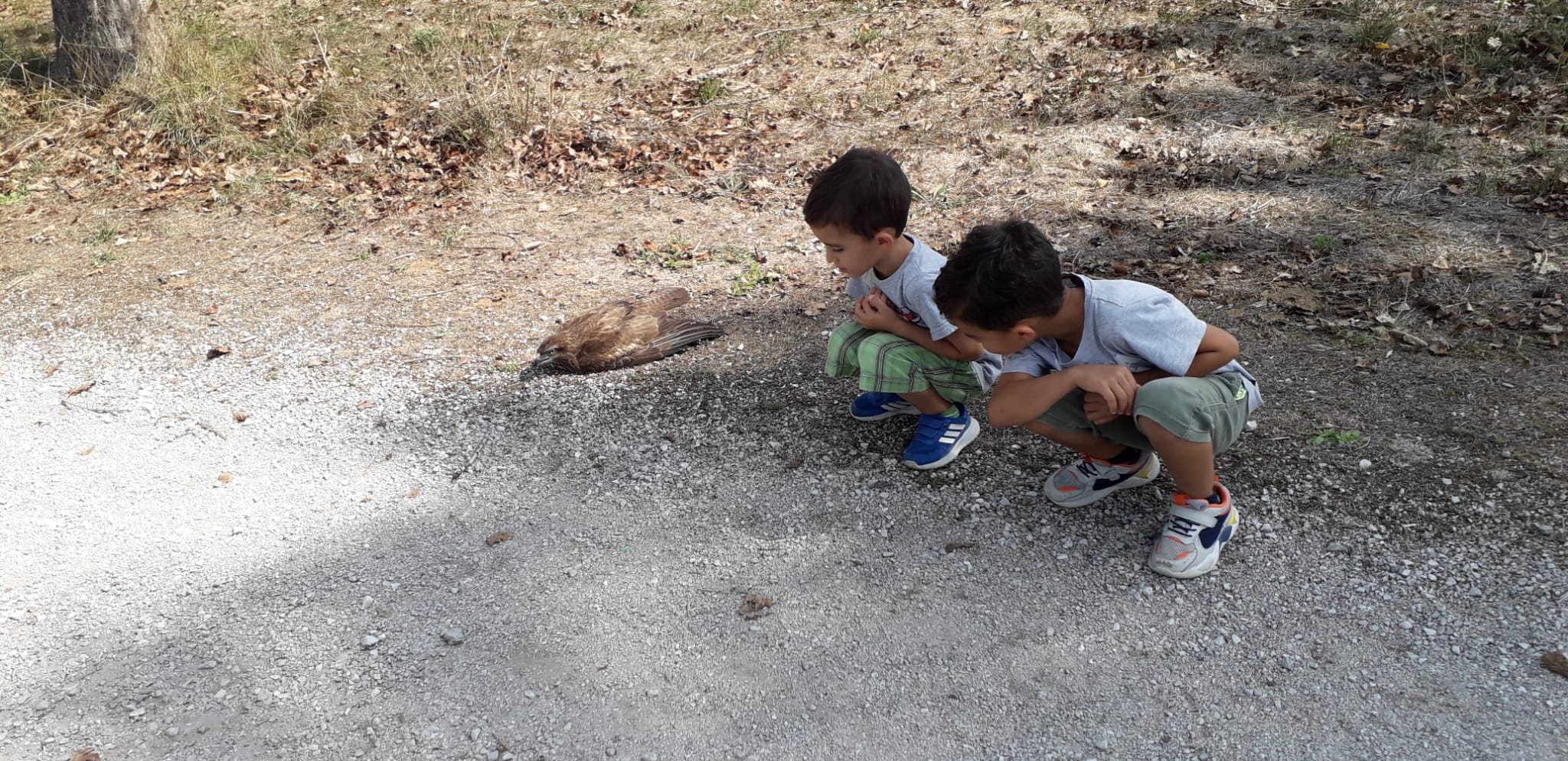 Polla, poiana ferita salvata grazie alla segnalazione di due fratellini di 3 e 6 anni