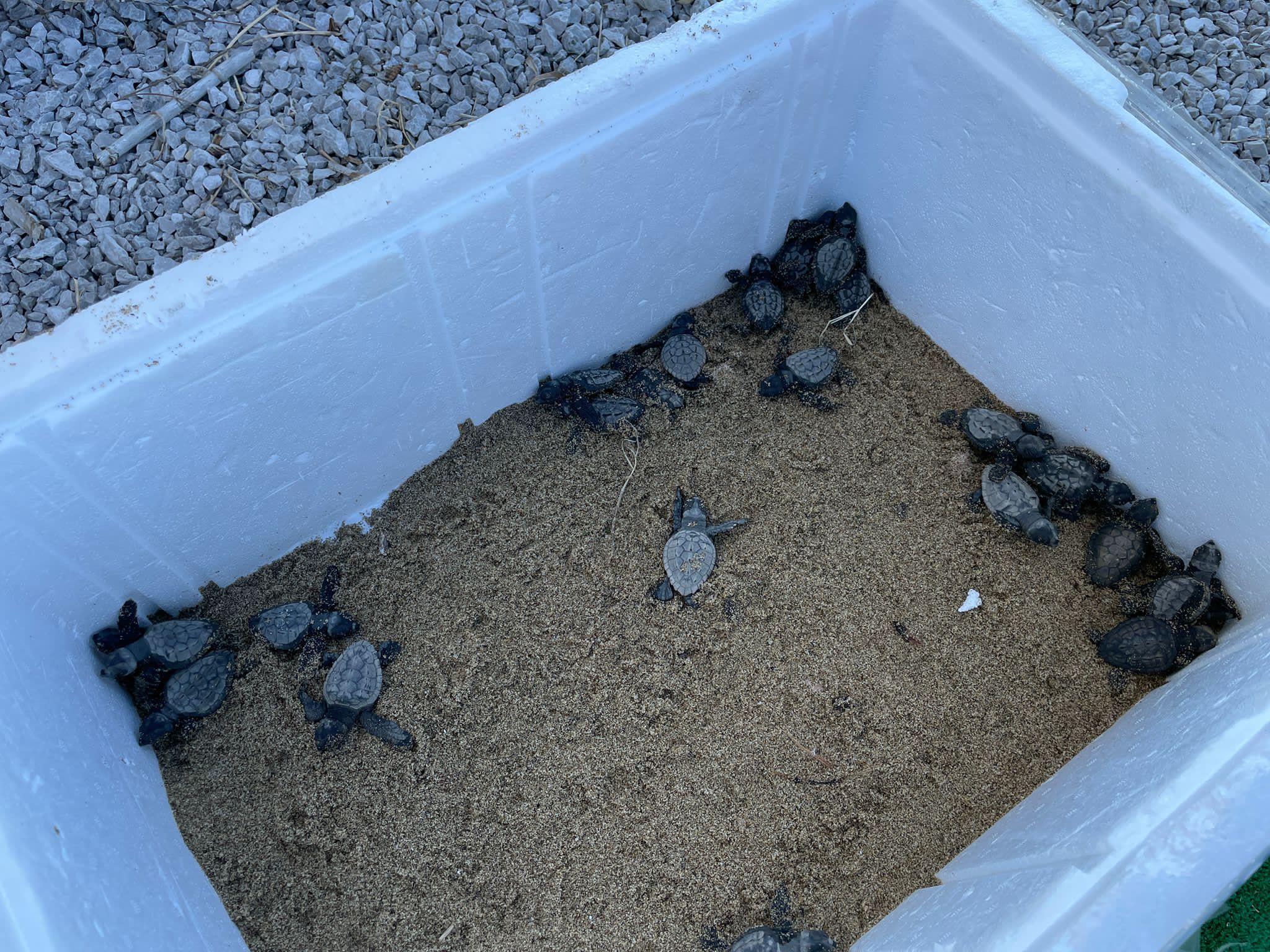 Montecorice, sorpresa in spiaggia: spuntano tartarughine dalla sabbia. Nido non segnalato