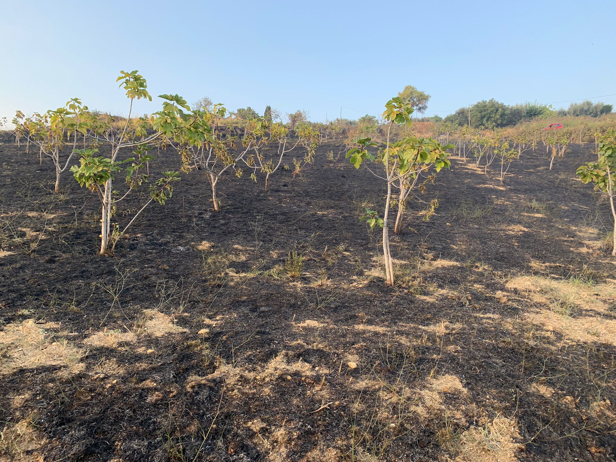 Agropoli, due incendi in poche ore: in fiamme uliveti e ficheti