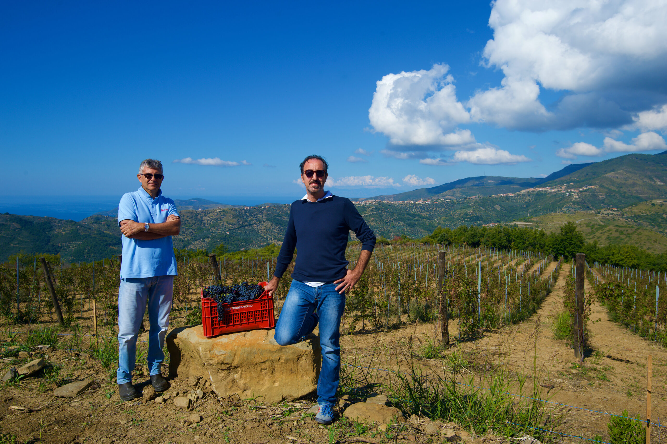 Cilento, la prima vendemmia del vino della Dieta Mediterranea